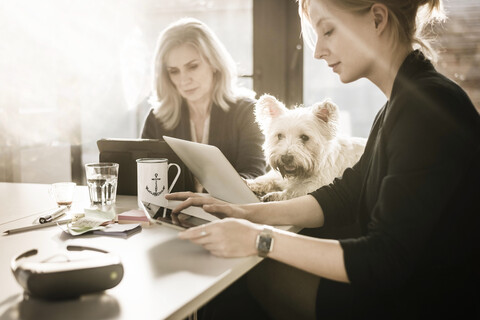 Kollegen sitzen am Schreibtisch, arbeiten, kleiner Hund schaut zu, lizenzfreies Stockfoto