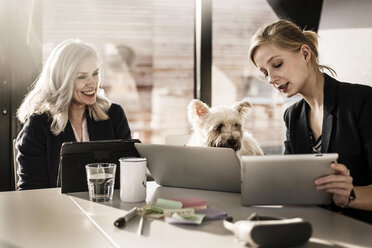 Kollegen sitzen am Schreibtisch, arbeiten, kleiner Hund schaut zu - MJRF00098