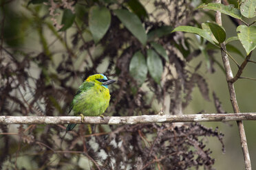 Malaysia, Borneo, Sabah, Kinabalu Park, Goldnacken-Bartvogel, Psilopogon pulcherrimus - ZC00729