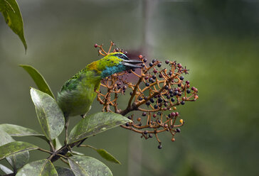 Malaysia, Borneo, Sabah, Kinabalu Park, Goldnacken-Bartvogel, Psilopogon pulcherrimus - ZC00730