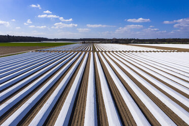 Germany, Hesse, Aerial view of asparagus field with white plane - AMF06852