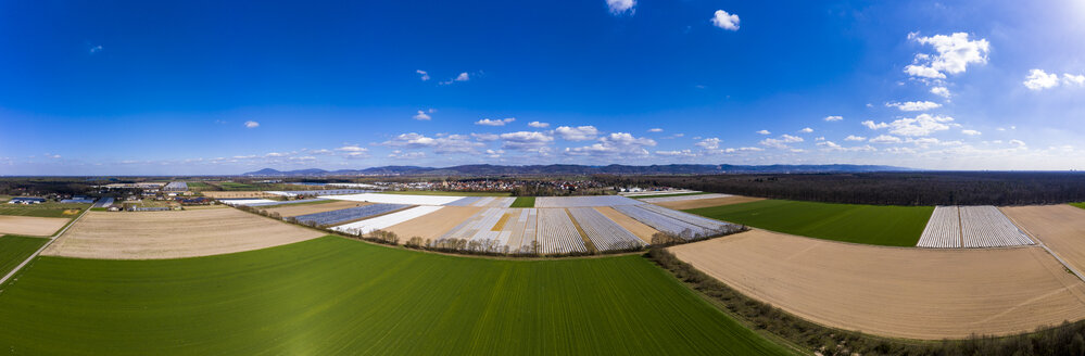Germany, Hesse, Bergstrasse, Aerial view of asparagus field with white plane - AMF06866