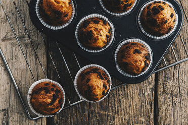 Selbstgebackene Muffins mit Schokoladenstückchen im Muffinblech auf dem Abkühlgitter - ERRF00821