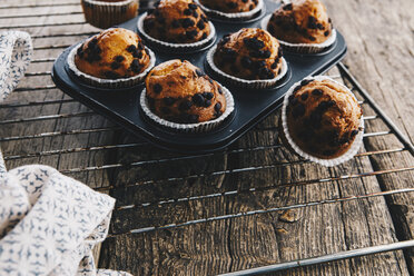Selbstgebackene Muffins mit Schokoladenstückchen im Muffinblech auf dem Abkühlgitter - ERRF00823