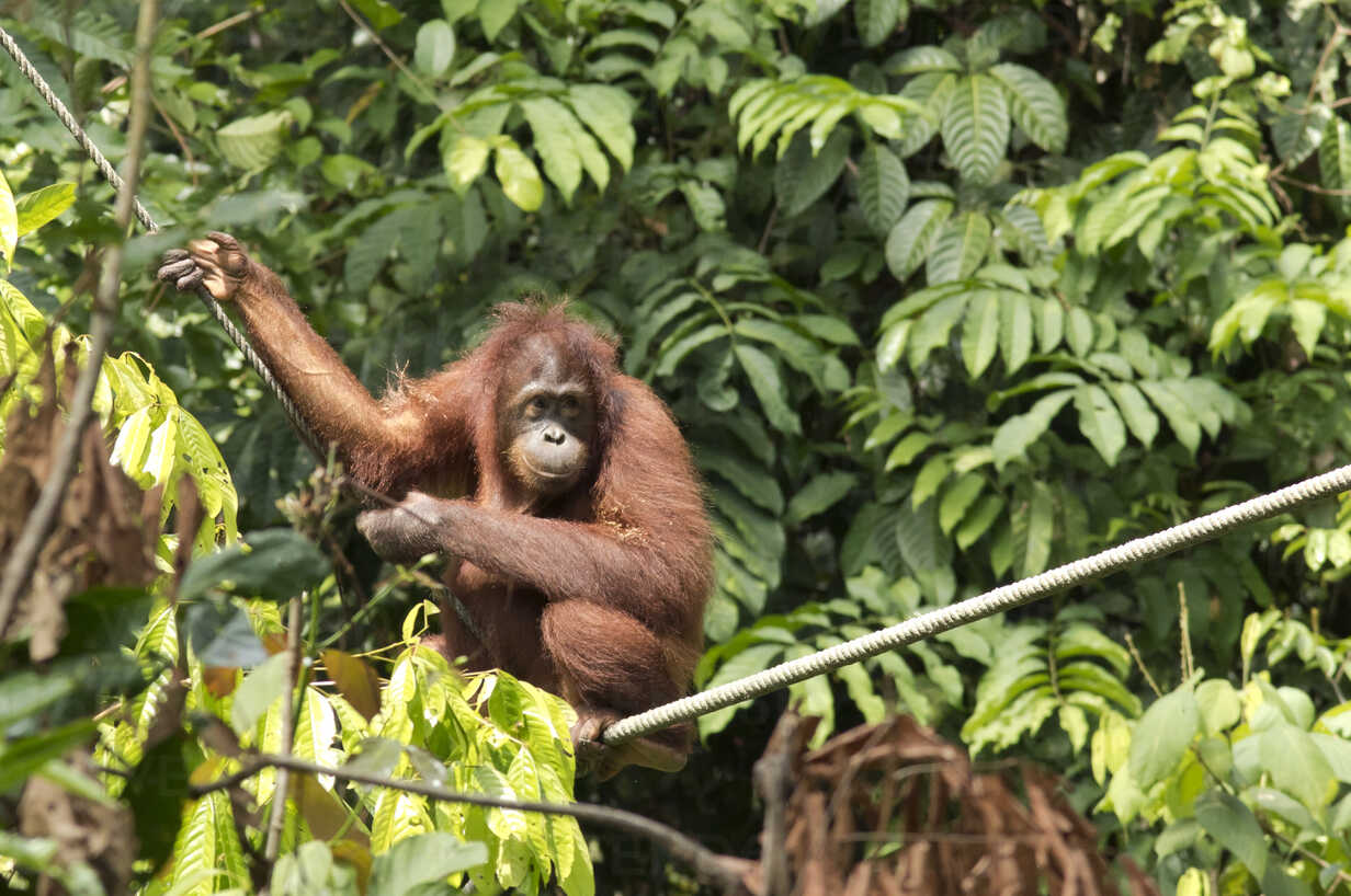 World's cutest baby orangutan hangs in a tree in Borneo Stock