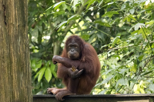 Malaysia, Borneo, Sabah, Porträt eines weiblichen Borneo-Orang-Utans - ZC00735