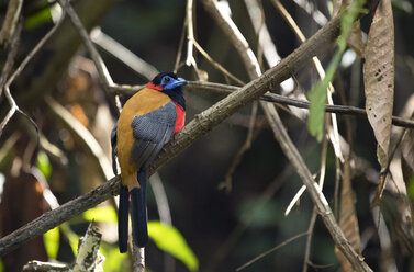 Malaysia, Borneo, Sabah, Sepilok Naturschutzgebiet, Rotnackentrogon auf Zweig sitzend - ZC00737