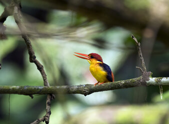 Malaysia, Borneo, Sabah, Sepilok-Naturschutzgebiet, Orientalischer Zwergeisvogel auf einem Zweig sitzend - ZC00738