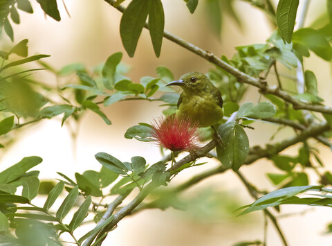 Malaysia, Borneo, Sabah, Sepilok Naturschutzgebiet, Olivrücken-Sonnenvogel auf einem Zweig sitzend, lizenzfreies Stockfoto