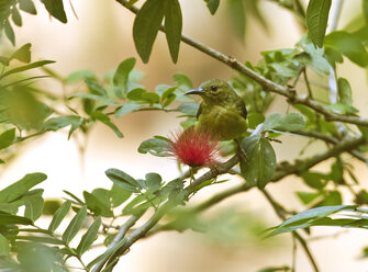 Malaysia, Borneo, Sabah, Sepilok Naturschutzgebiet, Olivrücken-Sonnenvogel auf einem Zweig sitzend - ZC00740