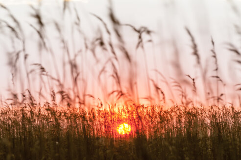 Deutschland, Usedom, Loddin, Gräser bei Sonnenuntergang - EGBF00263