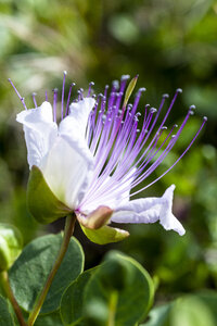 Italien, Sizilien, Pantelleria, Blüte des Kapernstrauchs - EGBF00265