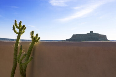 Morocco, Ait-Ben-Haddou, succulent plant in front of loam wall - PSTF00386