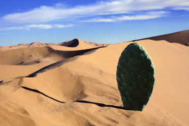 Marokko, Sahara, Merzouga, Erg Chebbi, Kaktusblatt in Wüstendüne - PSTF00399