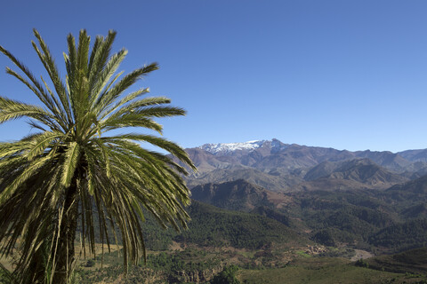 Marokko, Palme vor dem Atlasgebirge, lizenzfreies Stockfoto