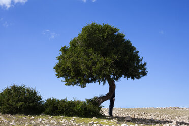 Marokko, Sidi Kaouki, Mann mit Bowlerhut hinter einem Baum stehend - PSTF00421