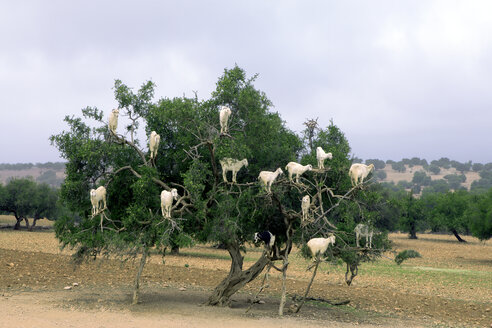 Morocco, Sidi Kaouki, goats climbing on argan tree - PSTF00427