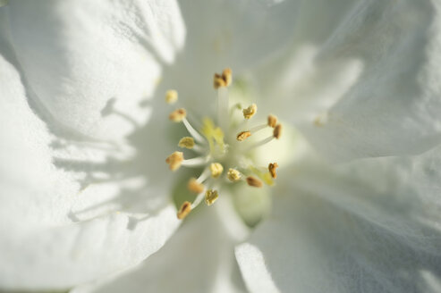 Apfelblüte, Stempel, Nahaufnahme - CRF02838