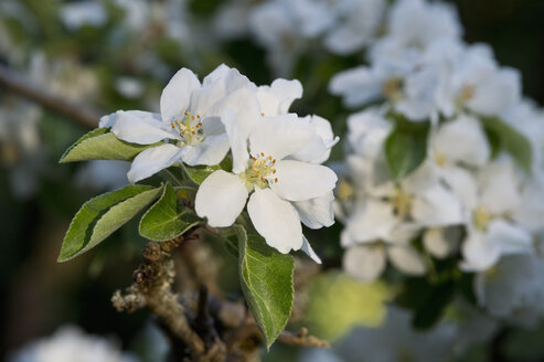 Apple blossoms, close-up - CRF02839