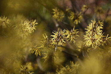 Zaubernuss, Hamamelis, blühend - JTF01197