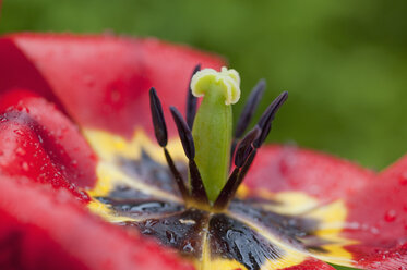 Rainy weather in spring, tulip, close-up - CRF02840