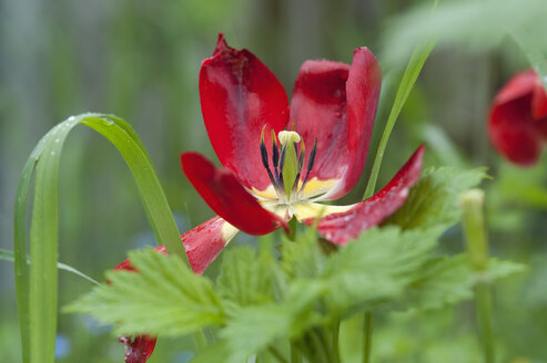 Rainy weather in spring, withered tulip, close-up - CRF02841