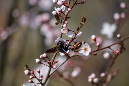 Zimmermanns-Biene an der Baumblüte - NDF00864