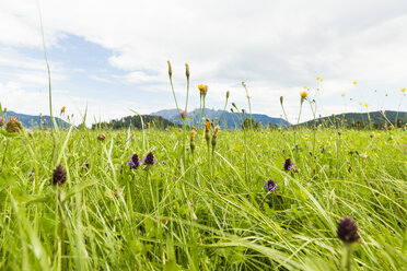 Österreich, Steiermark, Wiese mit Blick auf die Schertenspitze - AIF00658