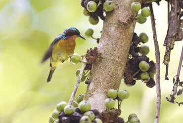 Malaysia, Borneo, Sabah, Rotkehl-Sonnenvogel am Zweig - ZC00741