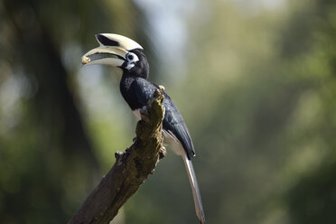 Malaysia, Borneo, Sabah, Oriental pied hornbill eating on branch - ZC00743