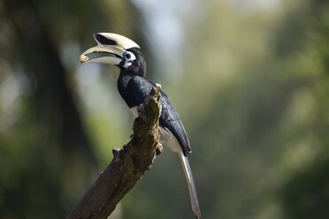 Malaysia, Borneo, Sabah, Orientalischer Elsterhornvogel beim Fressen auf einem Ast - ZC00743