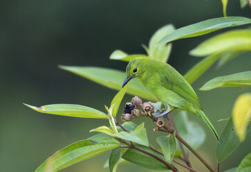 Malaysia, Borneo, Sabah, Lesser green leafbird perching on twig - ZC00744