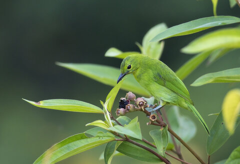 Malaysia, Borneo, Sabah, Kleiner grüner Blattvogel auf einem Zweig sitzend - ZC00744