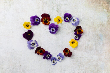 Horned Violet in heart shape, copy space - MYF02095