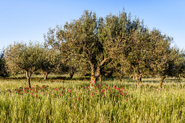 Italien, Sardinien, Wiese mit Bäumen - EGBF00267