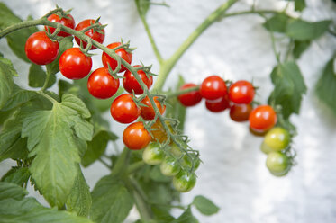 Cherry tomato plant on balcony - CRF02850