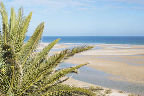 Ruhige, idyllische Szene tropischer Palmen und sonniger Meeresstrand, Cacela Velha, Algarve, Portugal - FSIF03768