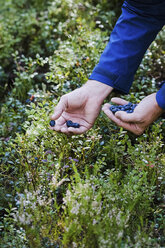 Mann erntet frische, reife Blaubeeren - FSIF03787