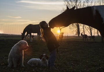 Silhouette Mädchen und Pferd küssen sich auf dem Bauernhof bei Sonnenuntergang - FSIF03828