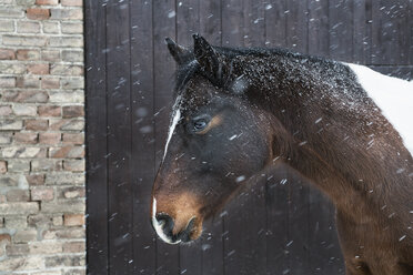 Schnee fällt über Pferd - FSIF03836