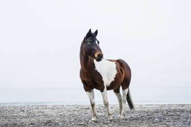 Braunes und weißes Pferd am Strand stehend - FSIF03837