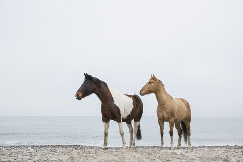Pferde am sandigen Meeresstrand - FSIF03838