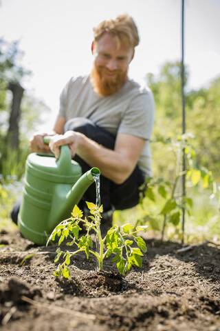 Mann mit Bart bewässert Setzling im sonnigen Gemüsegarten, lizenzfreies Stockfoto