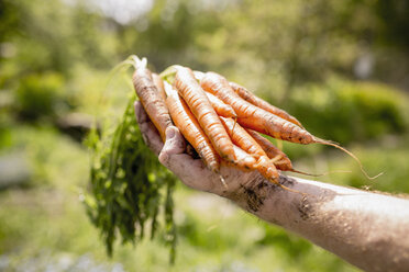 Mann erntet Karotten im sonnigen Gemüsegarten - FSIF03843