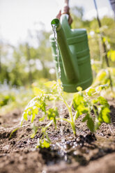 Man watering sapling plants in sunny vegetable garden - FSIF03847