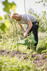 Porträt eines lächelnden Mannes mit Bart, der in einem sonnigen Garten Pflanzen gießt - FSIF03849