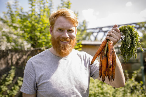 Porträt eines lächelnden Mannes mit Bart, der in einem sonnigen Gemüsegarten Möhren erntet, lizenzfreies Stockfoto