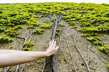 Personal perspective woman touching ivy roots growing up wall - FSIF03865