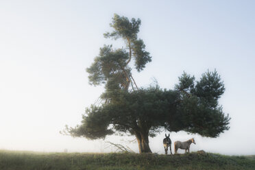 Esel und Pferd stehen unter einem ländlichen Baum - FSIF03880