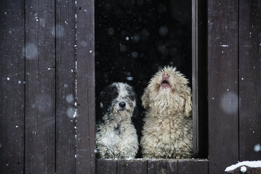 Spanische Wasserhunde beobachten den Schnee vom Scheunentor aus - FSIF03883